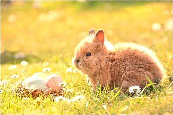 夢到別人家柴火堆著了怎么說_周公解夢官網