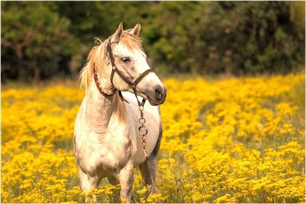 夢見自己嘴裡有動物意味什麼_周公解夢官網