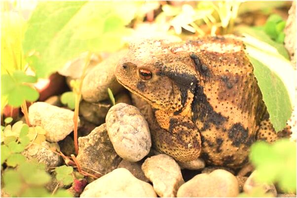夢到開車下坡沒剎車意味著什麼_周公解夢官網
