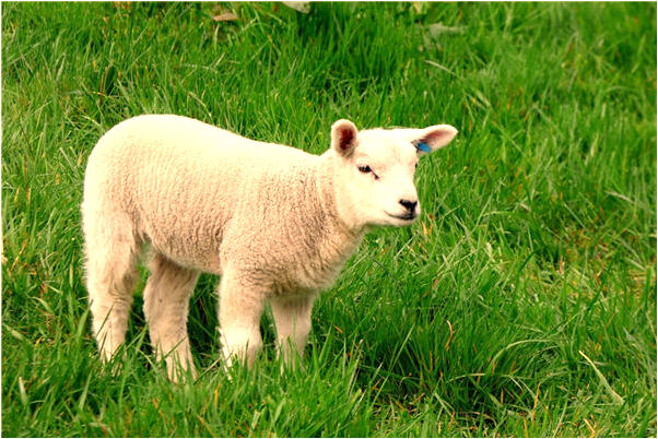 夢到了自己腳上有傷有什麼寓意嗎_周公解夢官網