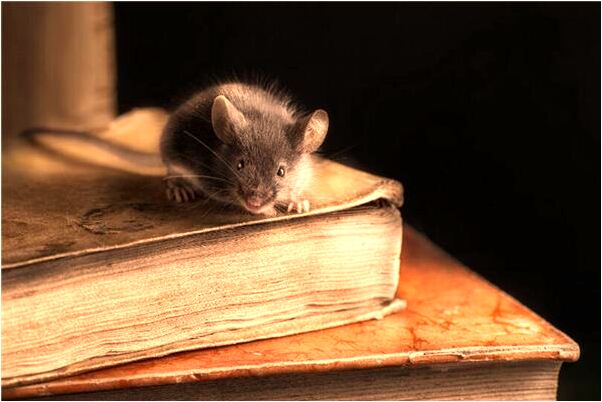 夢到大風吹倒自家房子代表什麼_周公解夢官網