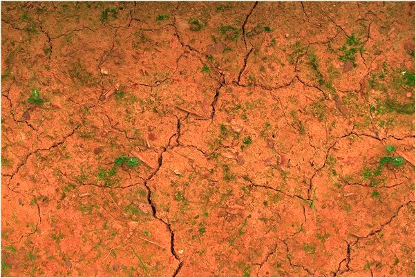 夢到被狼狗咬傷手掌是什麼預兆？_周公解夢官網