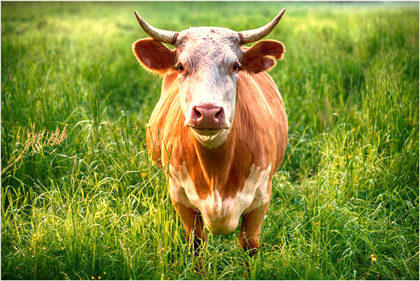 夢見懷孕九個月自己要生了是什麼徵兆_周公解夢官網