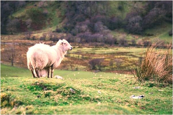 夢到處對象被追還打人預兆了什麼嗎_周公解夢官網