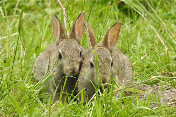 1999年屬兔子的人性格_十二生肖