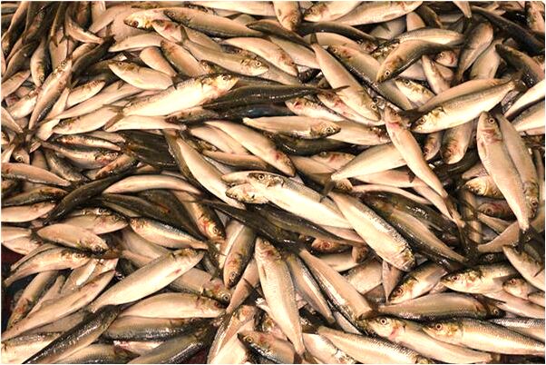 夢到了鞋刷掉進馬桶有什麼含義_周公解夢官網