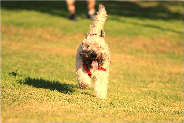 夢到了柏樹倒地有什麼意思_周公解夢官網