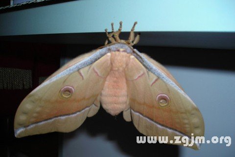 Dream of silkworm moths