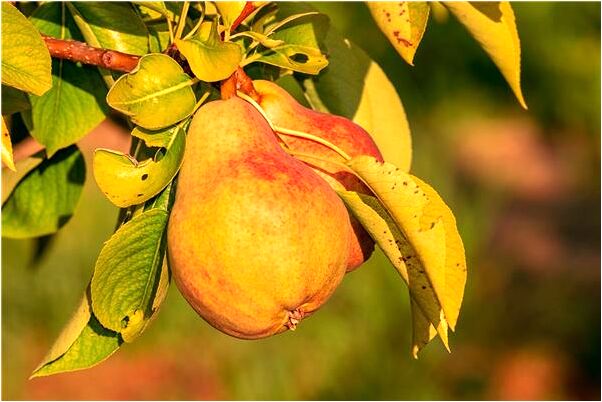 夢到了逮捕魚代表什麼_周公解夢官網