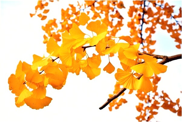 夢到了自己大學老師和國中同學有什麼意思_周公解夢官網