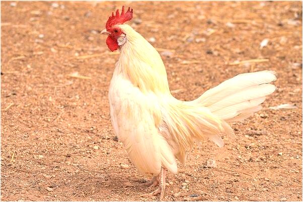 夢到了去沖涼發現身上有血有什麼意思_周公解夢官網