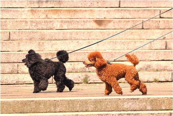 夢到在橘子林摘橘子吃預示了什麼_周公解夢官網