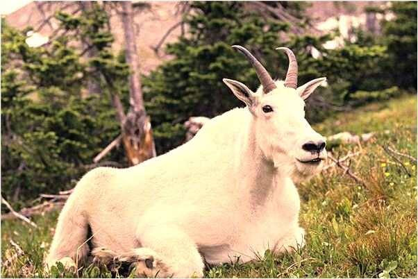 夢到減肥算字什麼寓意_周公解夢官網