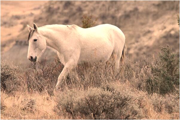夢見吃鮮茶葉是什麼意思_周公解夢官網