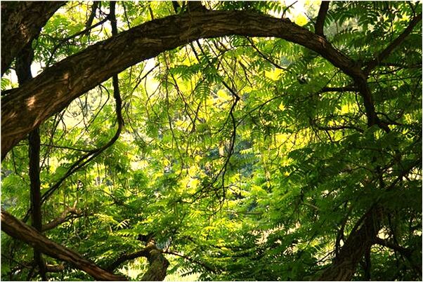 夢到了粉紅蝴蝶有什麼意思嗎_周公解夢官網