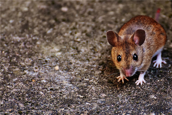 鼠屬相的性格特質_十二生肖