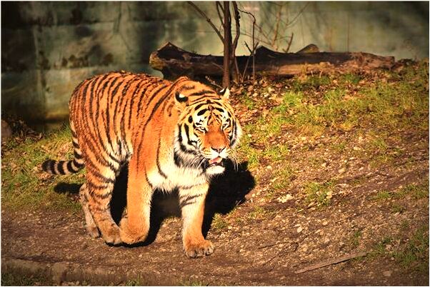 夢到褲子上有狗屎有什麼說法_周公解夢官網