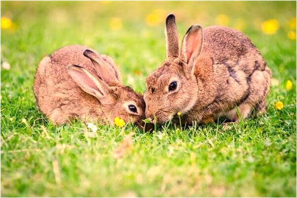 夢到了腰帶一節一節的斷了代表什麼_周公解夢官網