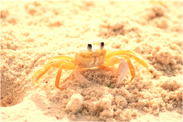 夢見和男明星談戀愛是凶兆還是吉兆_周公解夢官網