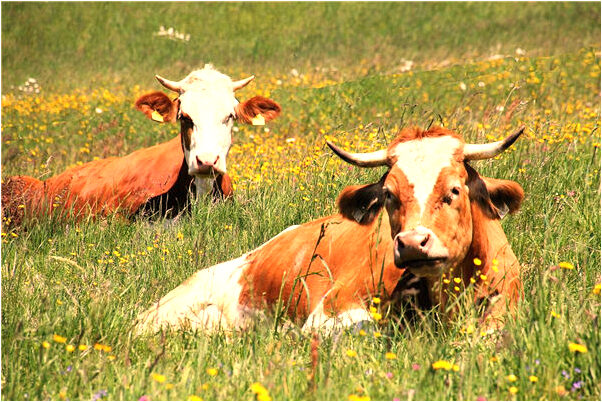 夢到別人臉上有泥巴意味著什麼_周公解夢官網