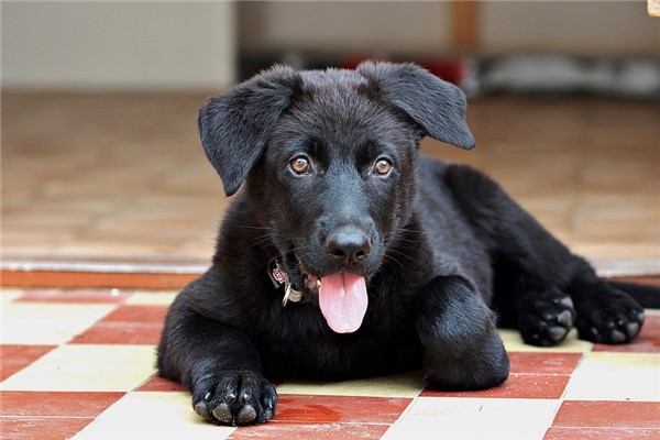 夢見狗來我家代表著什麼_周公解夢