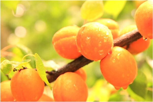 夢到十二生肖配對是什麼意思_周公解夢官網