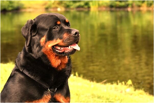 夢見自己砸碎玻璃有什麼含義_周公解夢官網