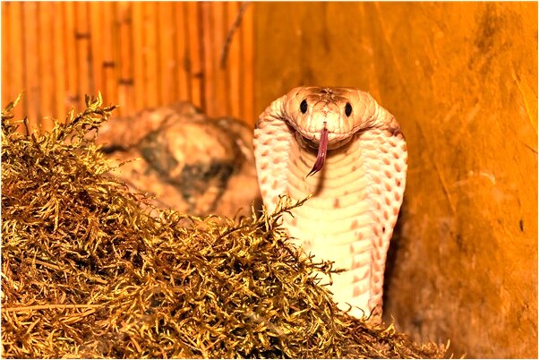 夢到了白蛇圍著屁股和腰往上爬是什麼預兆_周公解夢官網