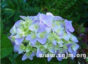 屬於十二星座的春天的花_十二星座