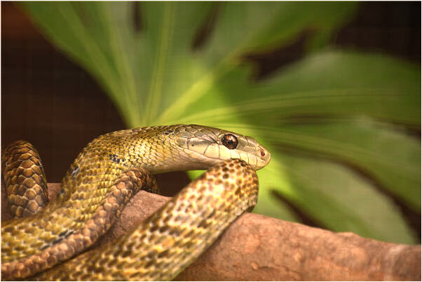 夢見愛人結婚照是會是什麼預兆_周公解夢官網