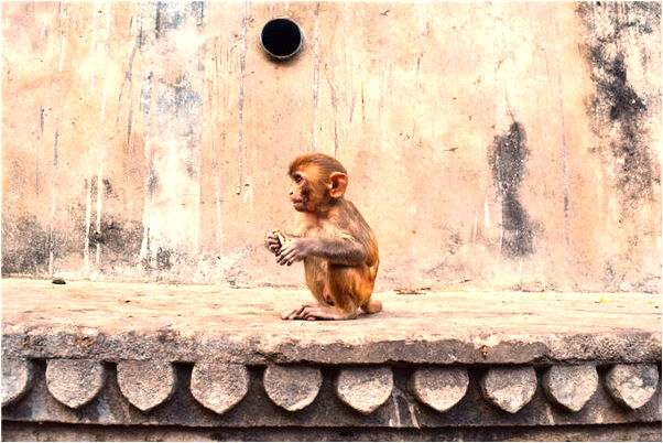 夢到野外求生代表什麼_周公解夢官網