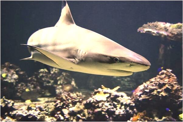 夢到自己國中學校同學是什麼預兆_周公解夢官網