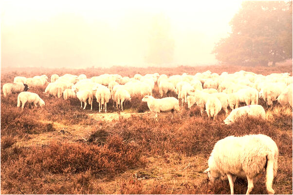 夢見活埋一窩小兔子有什麼預兆_周公解夢官網