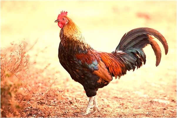 夢見一個女朋友給別人家錢啥意思_周公解夢官網