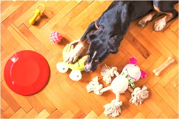 夢到了別人把自己的蛋偷了是什麼預兆？_周公解夢官網