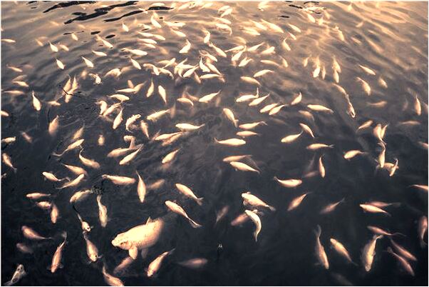 夢見剎車踩死了車亂跑撞人有什麼說法_周公解夢官網