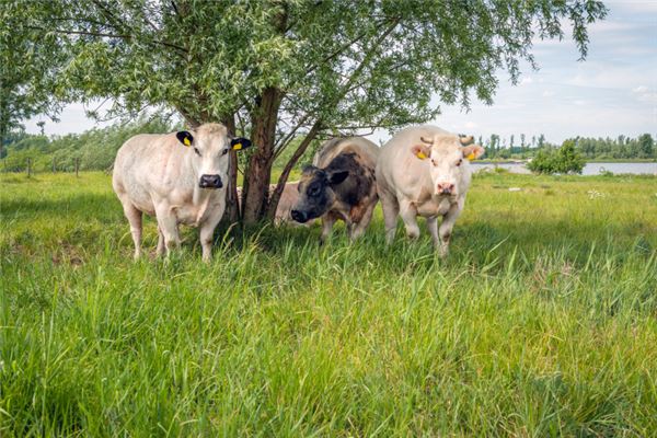 1961年屬牛2021本命年運勢如何 60歲牛年本命年犯太歲如何破解_十二生肖
