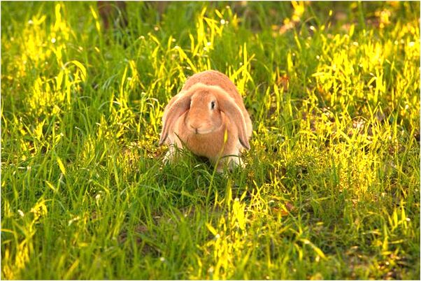 夢到情敵和她的孩子是怎么回事_周公解夢官網