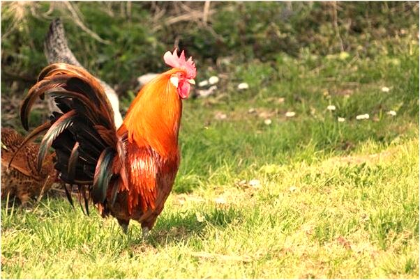 夢到樓房搖晃像地震代表著什麼_周公解夢官網