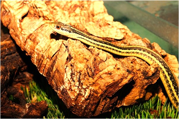 夢到死的喜鵲意味著什麼_周公解夢官網