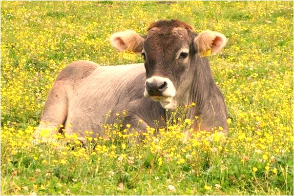 夢到了朋友打漁好不好_周公解夢官網