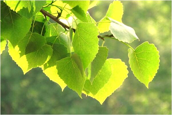 夢到地上有很多紅豆是好是壞_周公解夢官網