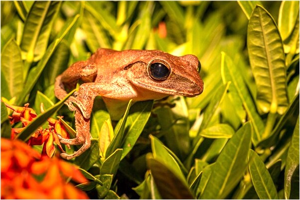 夢見肚子露在外面是凶兆還是吉兆_周公解夢官網