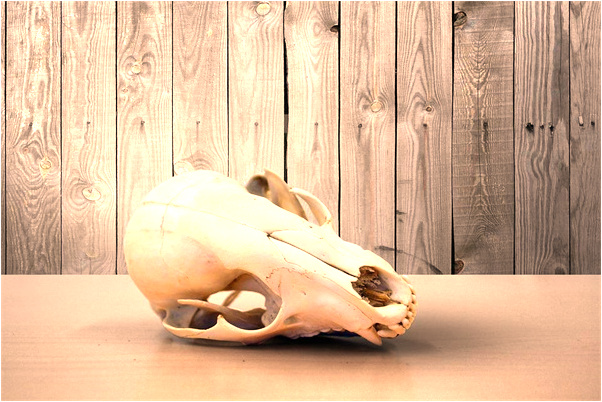 夢到了別人拿我的血去驗是什麼意思_周公解夢官網