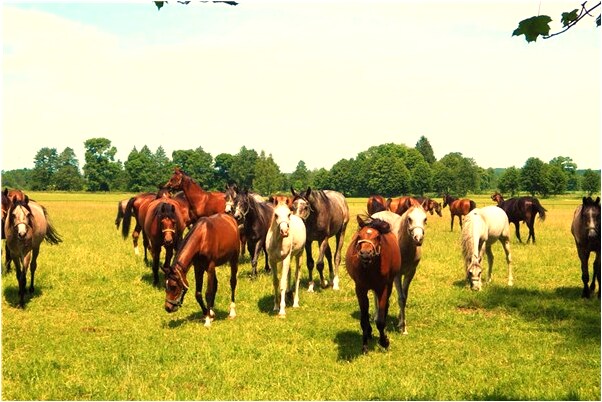 夢見身體被卡在洞口下不去是凶兆還是吉兆_周公解夢官網