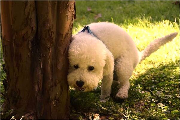 夢見老婆調工作預兆了什麼嗎_周公解夢官網