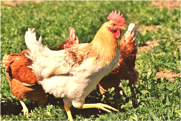 夢到了我餵的狗被鬼殺了是吉兆嗎?_周公解夢官網