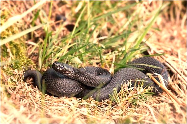 夢見從房頂下來是好的徵兆嗎_周公解夢官網