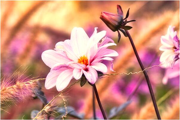 夢見女兒從高樓跌下是什麼啟示_周公解夢官網