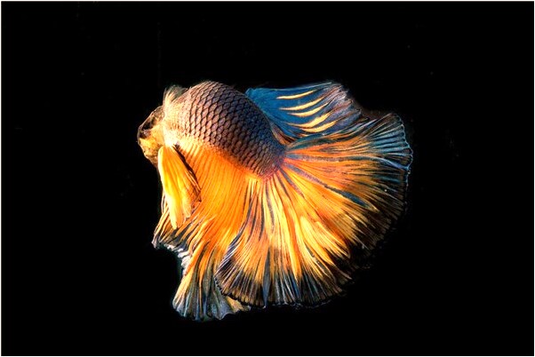 夢見不見兩粒佛珠是什麼徵兆_周公解夢官網